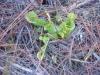 Pitcher Plant