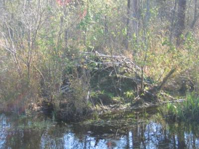 Beaver Lodge